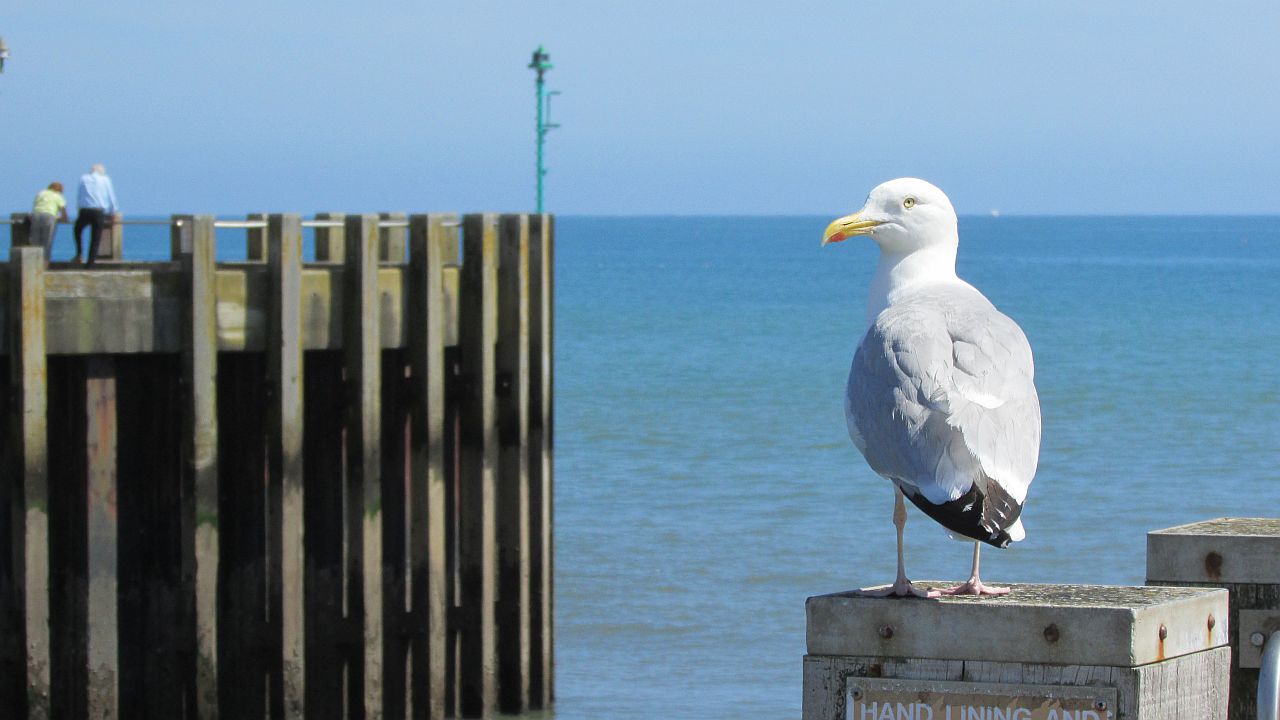 Seagull